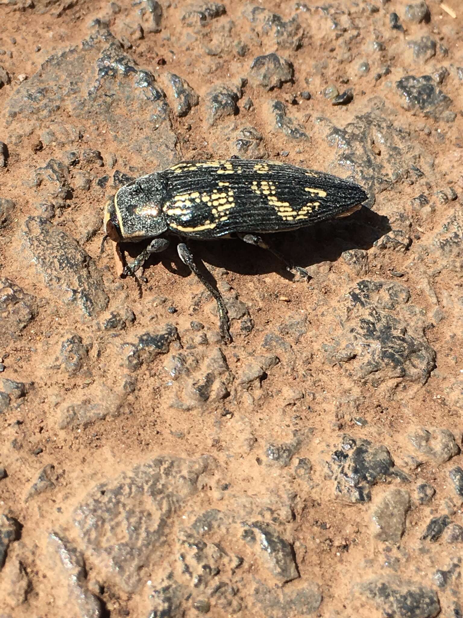 Image of Buprestis bertheloti Laporte & Gory 1837