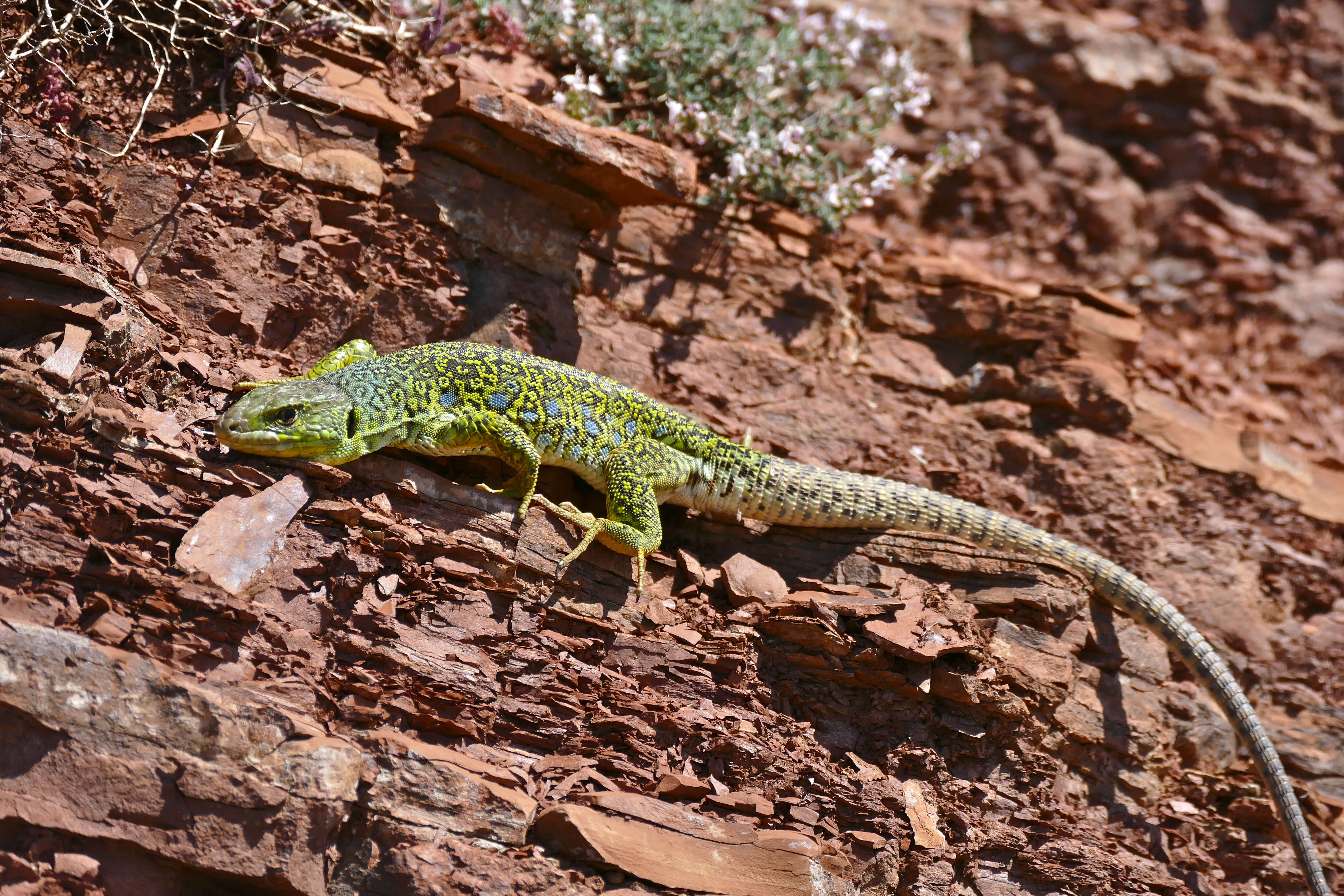 Image of Ocellated Lizard