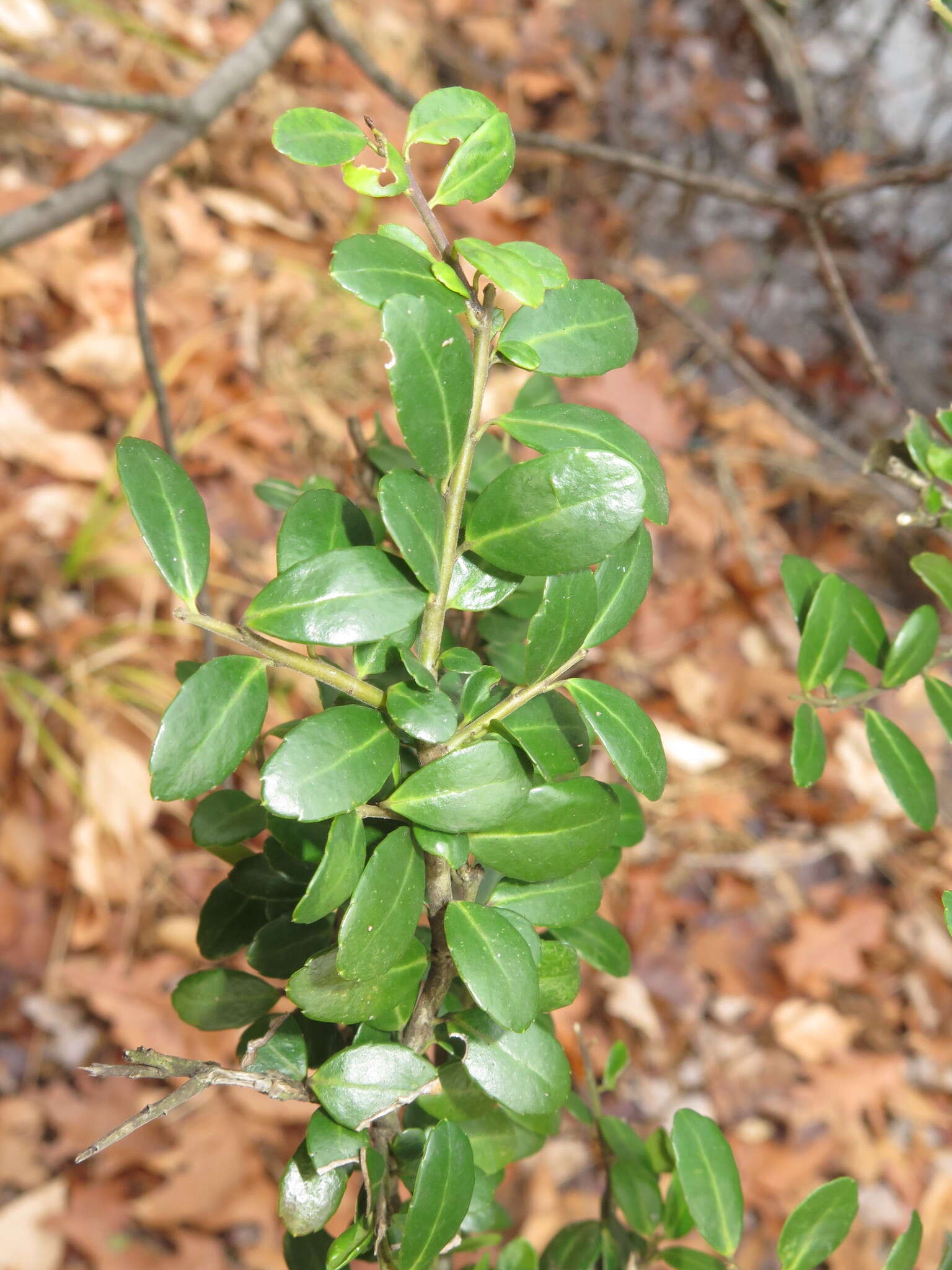 Image of Japanese holly