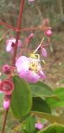 Image of Dichaetanthera cordifolia Baker