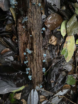 Image of Mycena cyanocephala Singer 1969