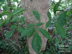 Image of Vitex quinata (Lour.) F. N. Williams