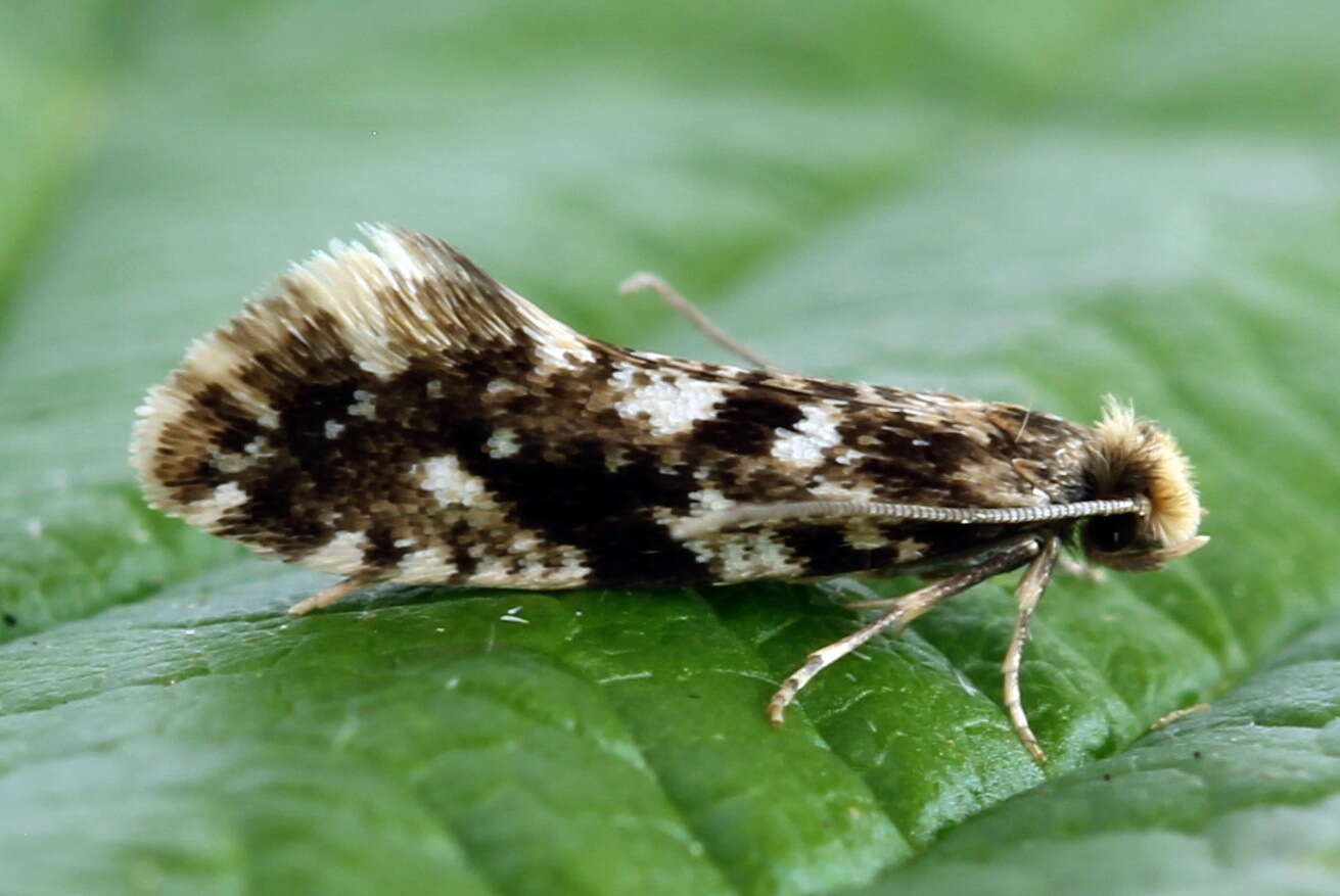 Image of Cork Moth