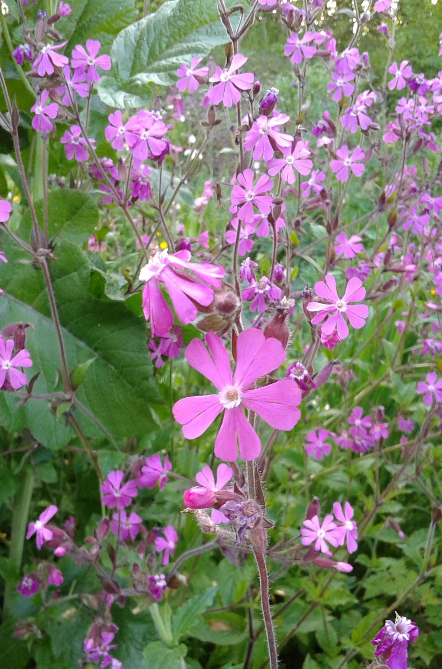 صورة Silene dioica (L.) Clairv.