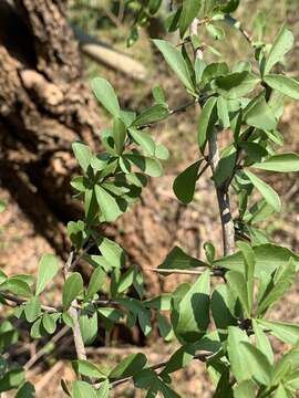 Слика од Gymnosporia maranguensis (Loes.) Loes.