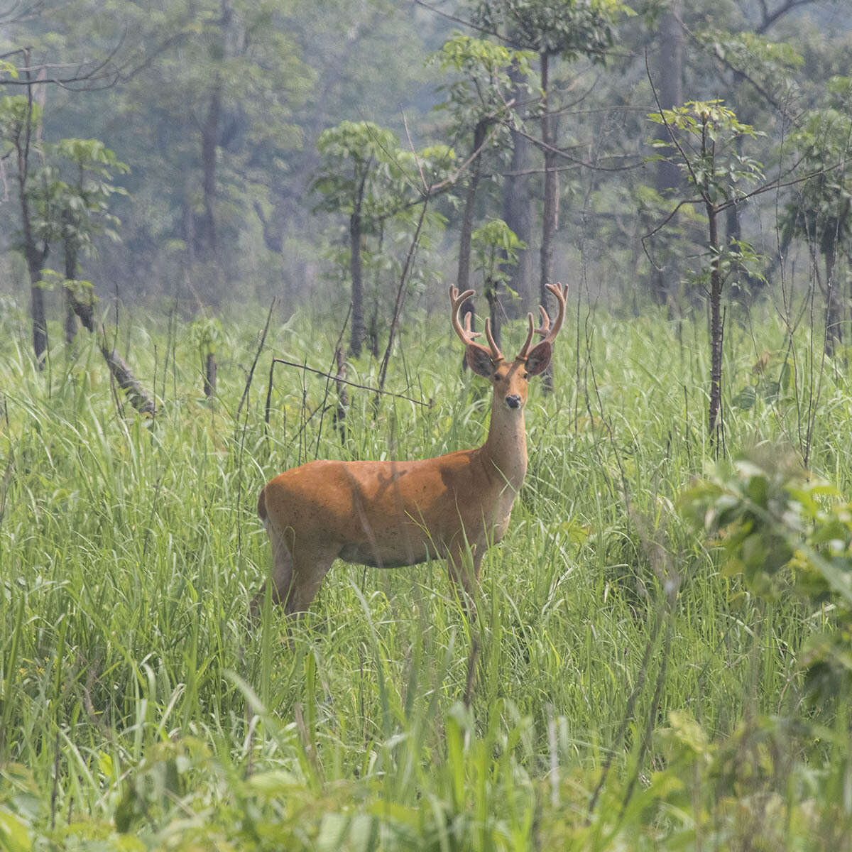 Image of Swamp Deer