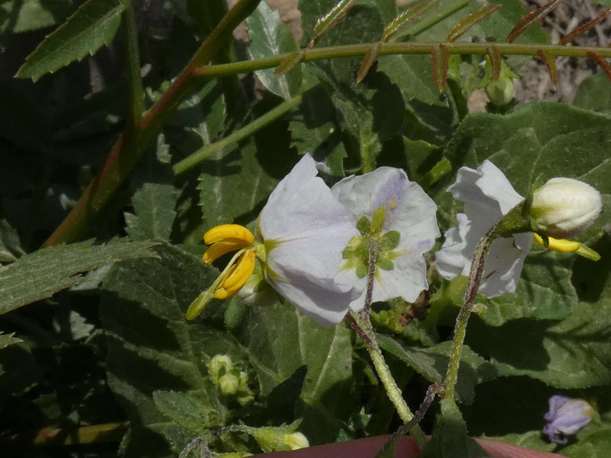 Image of Solanum montanum L.