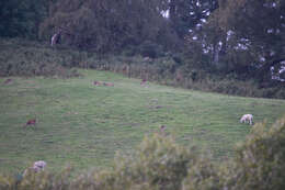 Image of sika deer