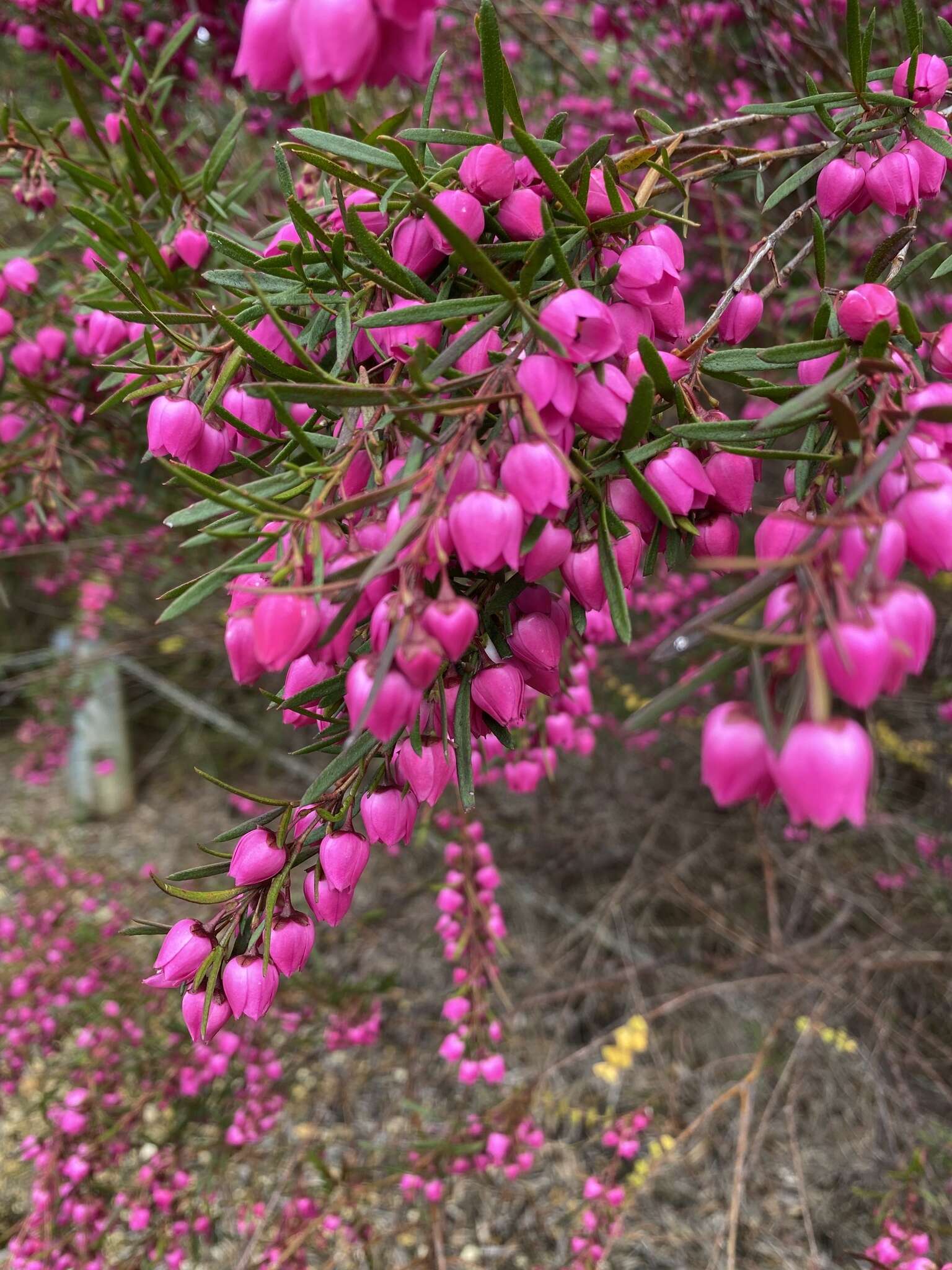 Image of Kalgan Boronia