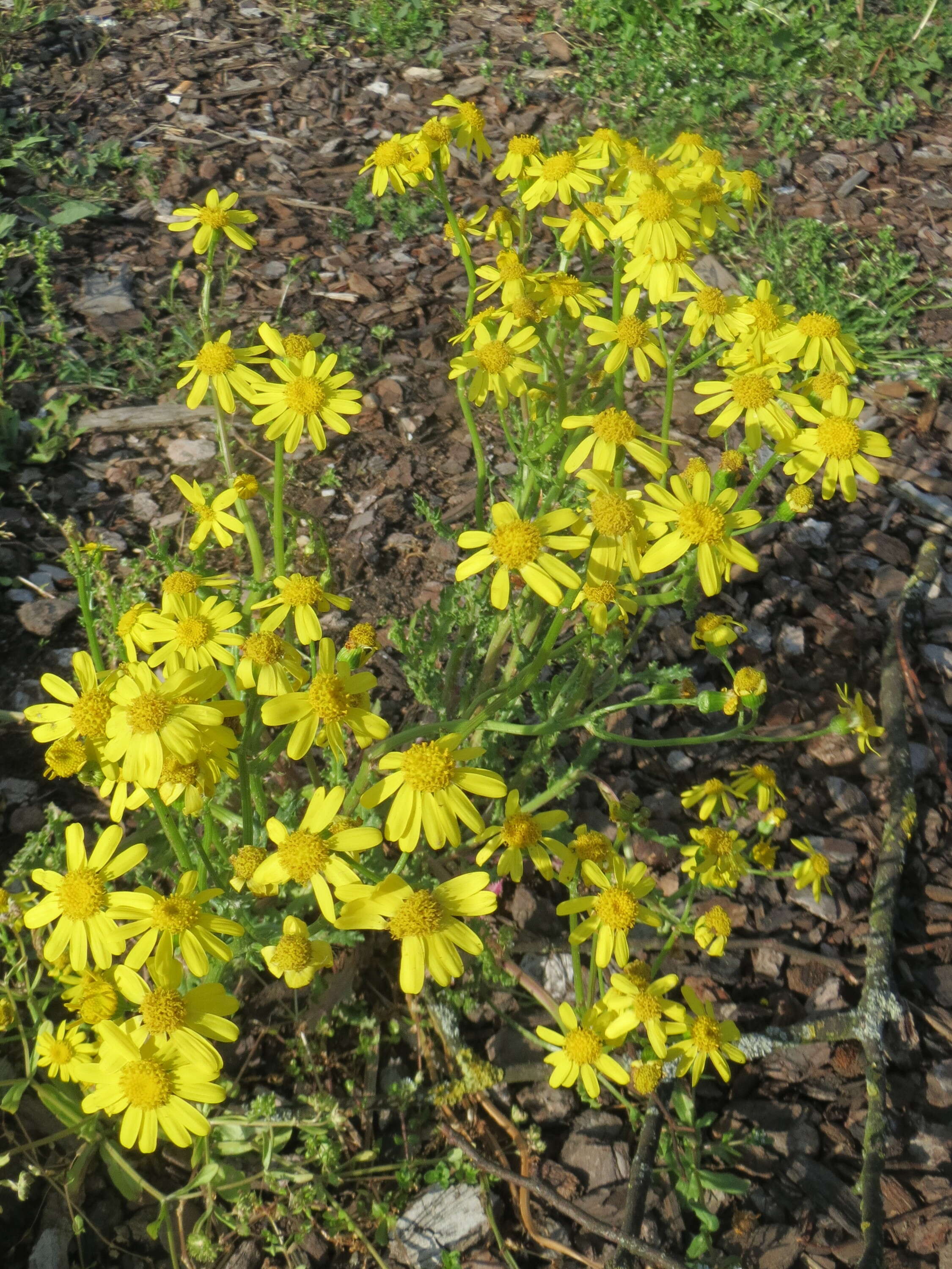 Image of eastern groundsel