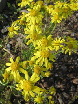 Image of eastern groundsel