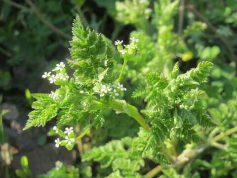 Image of bur chervil