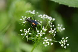 Imagem de Anoplius americanus americanus (Palisot de Beauvois 1811)