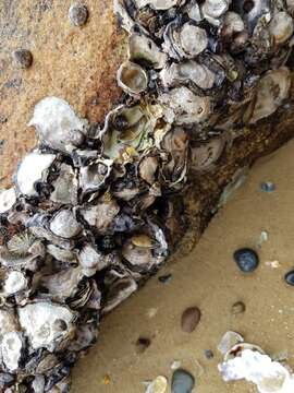 Image of Sydney rock oyster