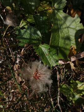 Imagem de Clematis integrifolia L.