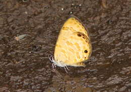 Image of Prosotas lutea (Martin 1895)