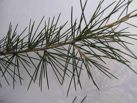 Image of Deodar cedar