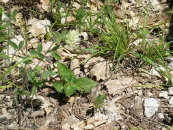 Image of Trifolium caucasicum Tausch