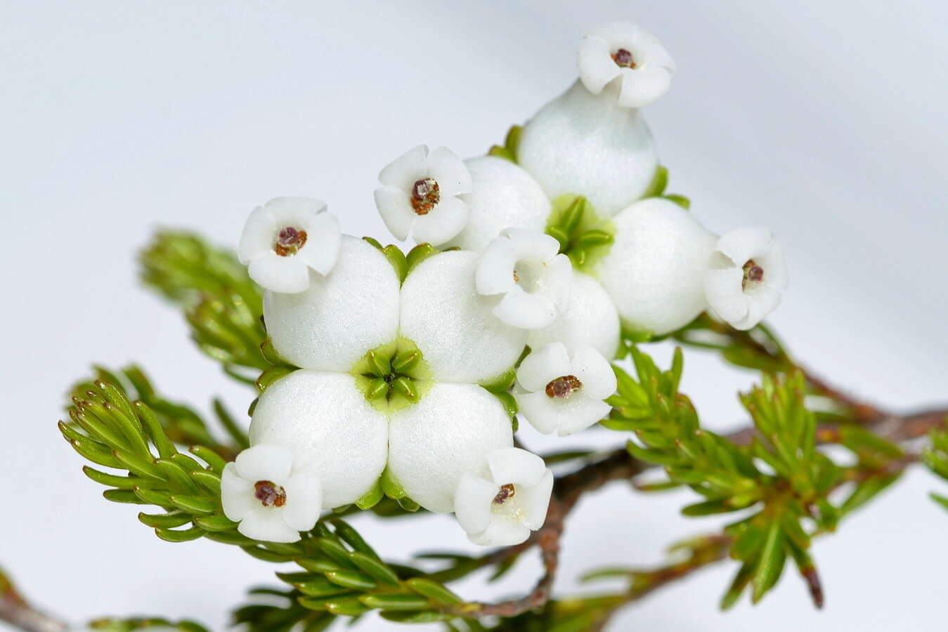 Image of Erica denticulata L.