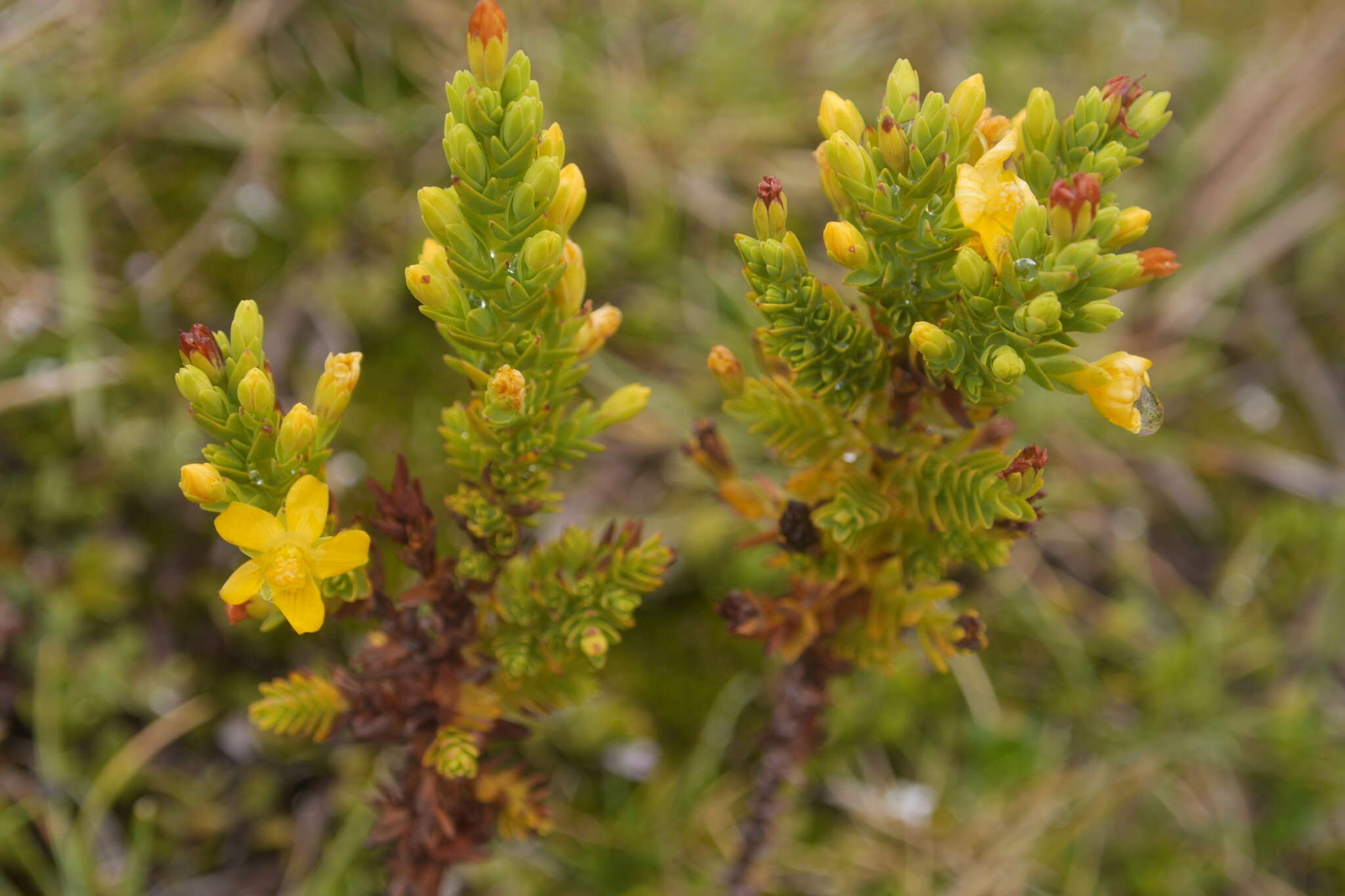 Image of Hypericum quitense R. Keller