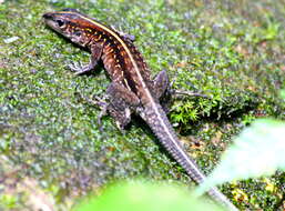 Image of Ameiva Lizard