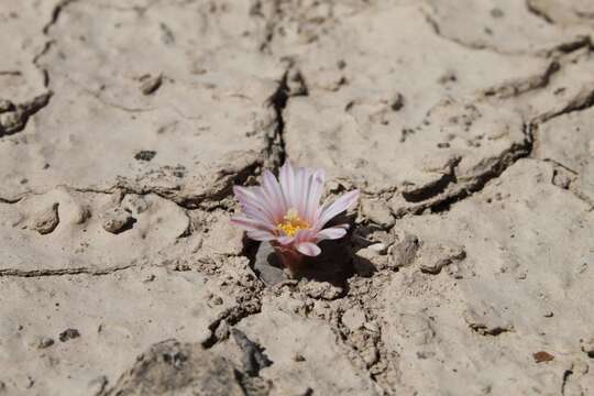 Image of Lophophora alberto-vojtechii