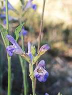 Salvia officinalis subsp. lavandulifolia (Vahl) Gams的圖片