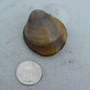 Image of White Warty-back Pearly Mussel