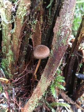Image of Inocybe lanuginosa (Bull.) P. Kumm. 1871