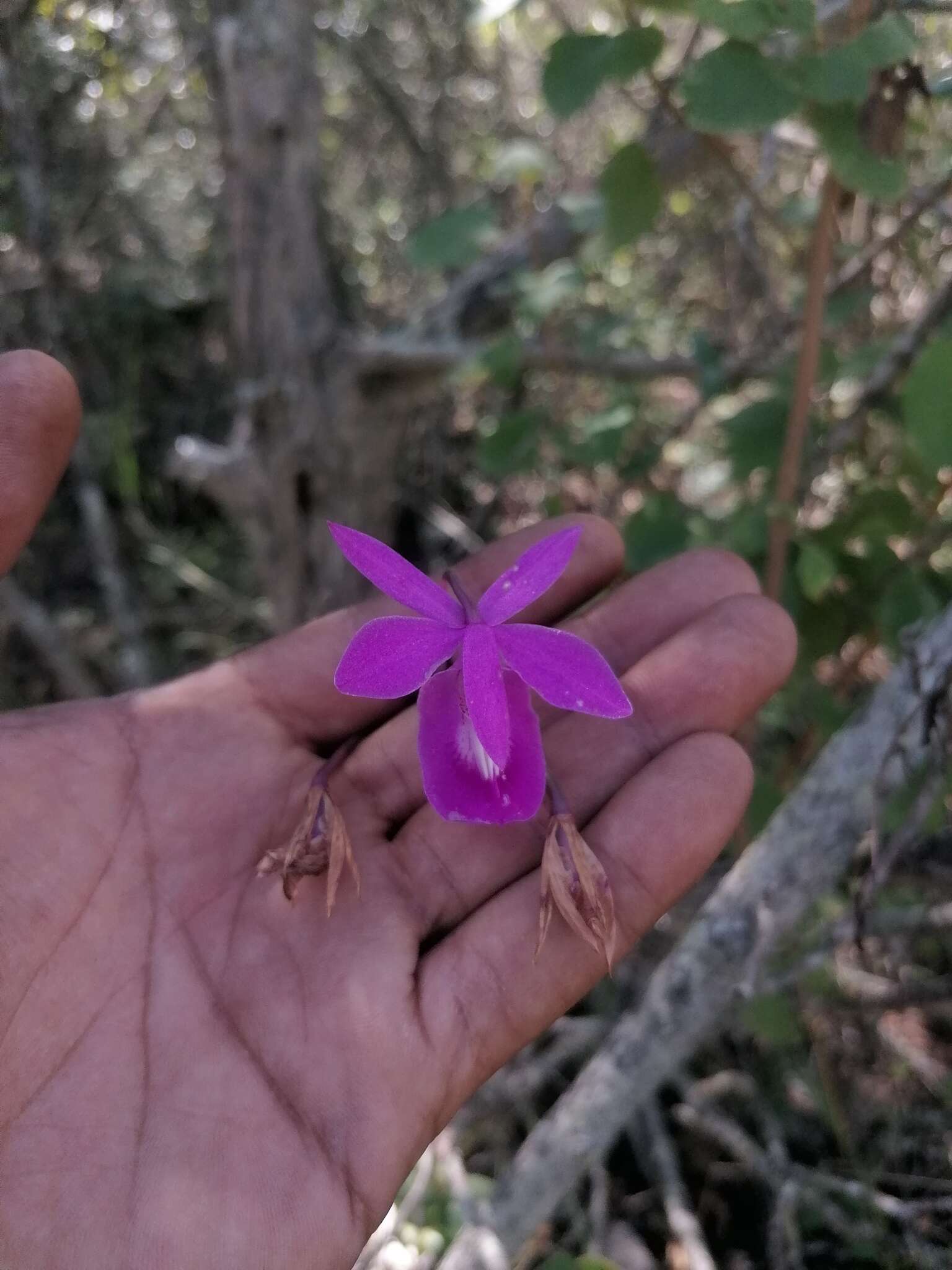 Image of Barkeria lindleyana subsp. vanneriana (Rchb. fil.) Thien