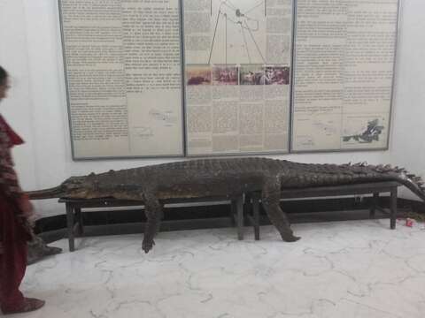 Image of Gharials