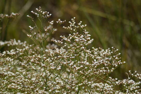 Imagem de Limonium brasiliense (Boiss.) O. Kuntze