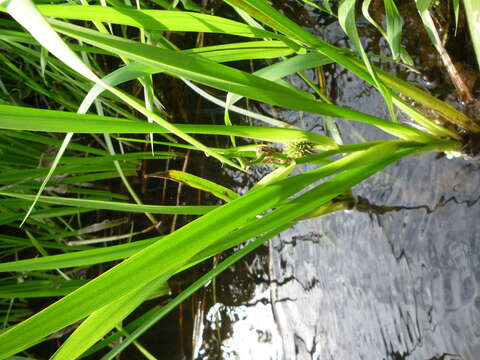 Image of Sparganium erectum subsp. microcarpum (Neuman) Domin