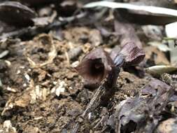 Image of Gastrodia uraiensis T. C. Hsu & C. M. Kuo