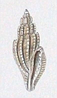 Image de Eucithara lamellata (Reeve 1846)