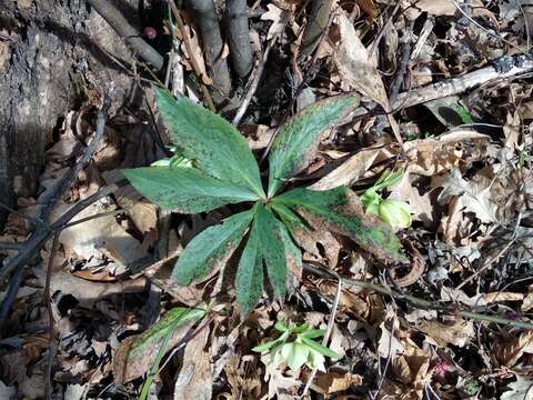 Image of Green Hellebore