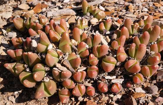 صورة Gibbaeum gibbosum (Haw.) N. E. Br.