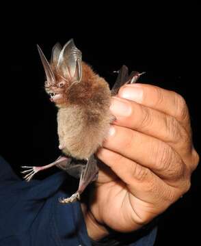 Image of Sword-nosed Bats.