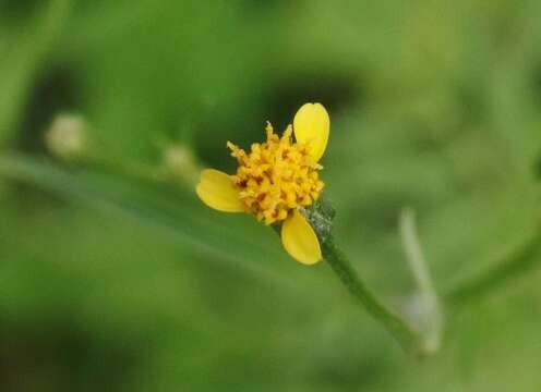 Bidens leptocephala Sherff的圖片