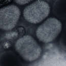 Plancia ëd Molluscum contagiosum virus