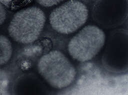 Plancia ëd Molluscum contagiosum virus