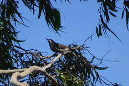 Image of Little Wattlebird