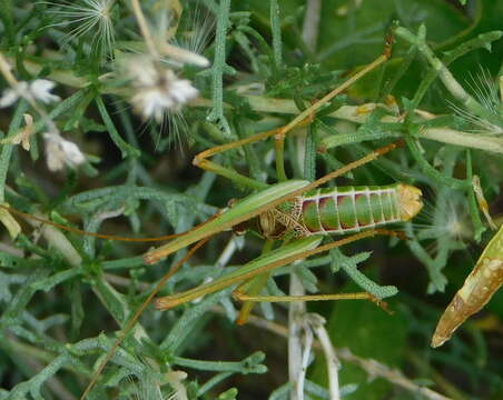 Image of Common Short-winged Katydid