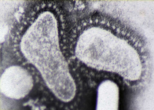 Image of Coronavirus