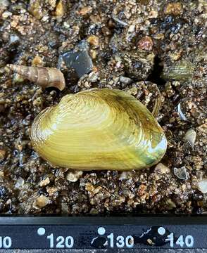 Image of Brook Wedge Mussel