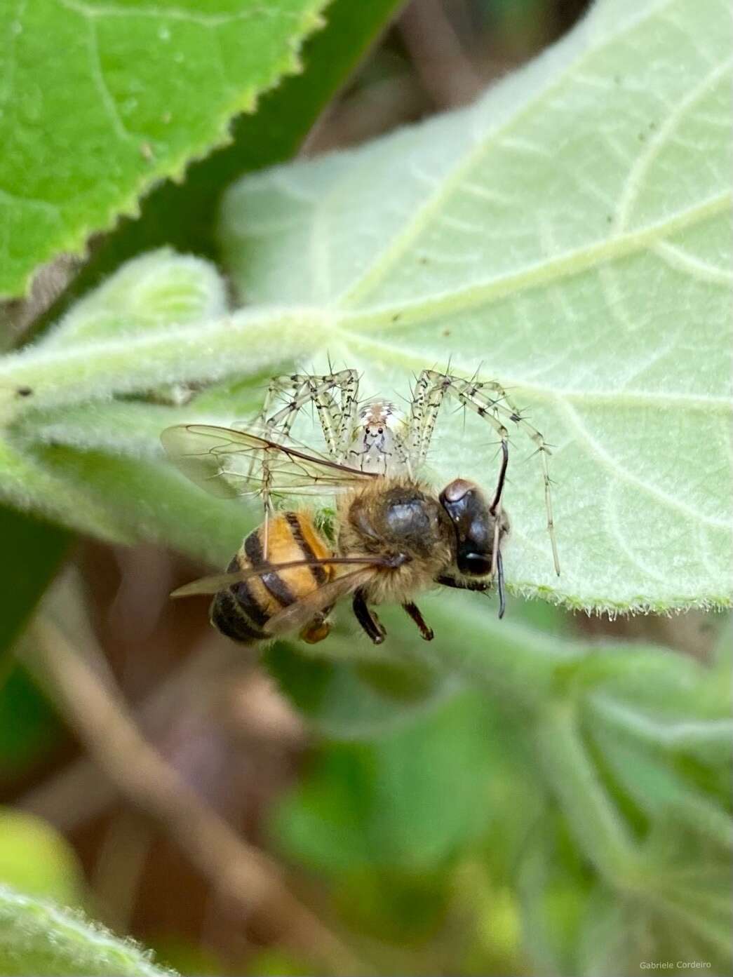 Plancia ëd Peucetia flava Keyserling 1877