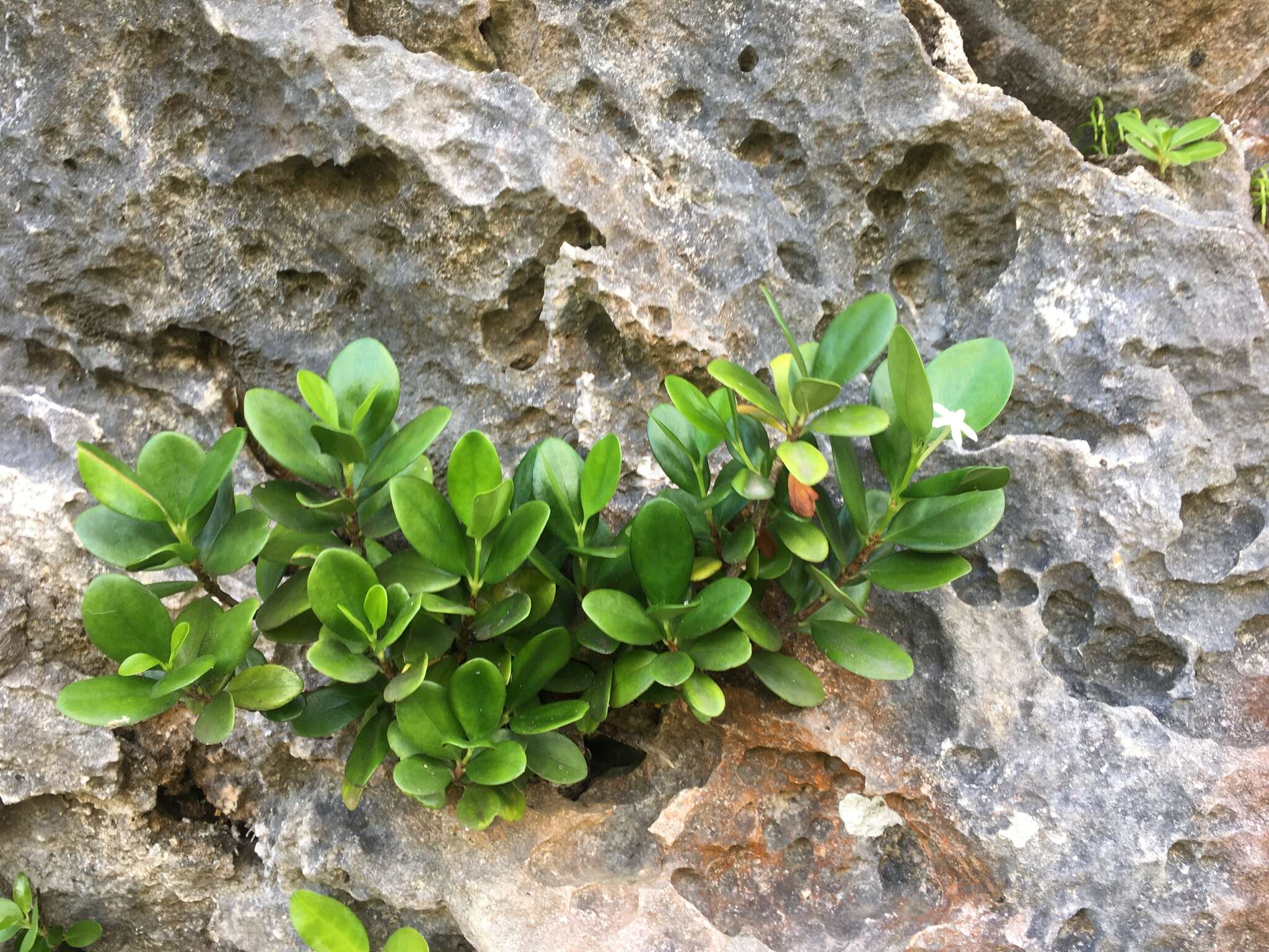 Image of Cyclophyllum sessilifolium (A. Gray) A. C. Sm. & S. P. Darwin