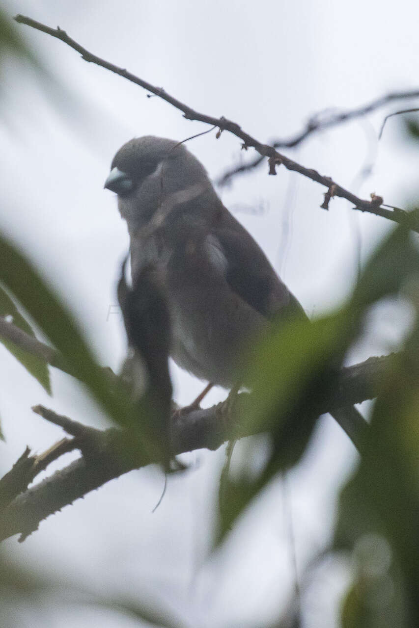 Image of Brown Bullfinch