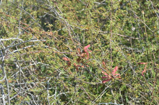 Image of fragrant mimosa