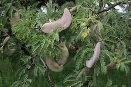 Image of Camel thorn